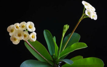 Euphorbia milii f. lutea – Yellow Crown of Thorns Euphorbia milii f. lutea - Yellow Crown of Thorns