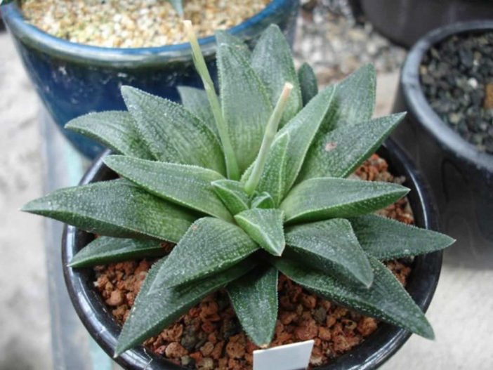 Haworthia venosa