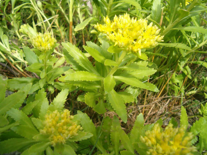 Phedimus takesimensis - Golden Carpet
