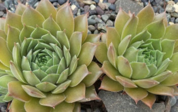 Sempervivum ‘Unicorn’ Sempervivum 'Unicorn'