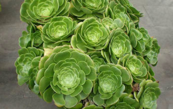 Aeonium: One of the Most Ornamental Succulents Aeonium canariense