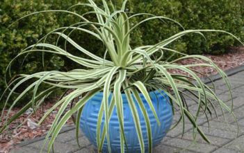 Agave bracteosa ‘Monterrey Frost’ – Frosted Candelabrum Agave Agave bracteosa 'Monterrey Frost' - Frosted Candelabrum Agave
