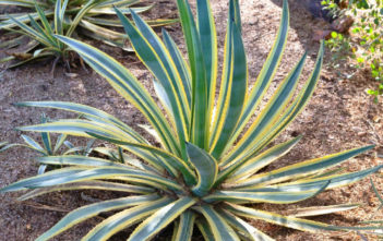 Agave murpheyi ‘Engard’ – Variegated Hohokam Agave Agave murpheyi 'Engard' - Variegated Hohokam Agave