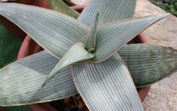 Aloe striata subsp. karasbergensis – Karasburg Coral Aloe Aloe striata subsp. karasbergensis - Karasburg Coral Aloe