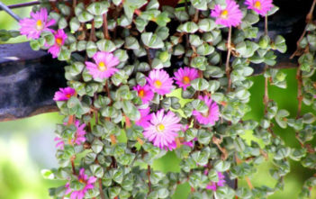 Braunsia maximiliani – Beads Lampranthus Braunsia maximiliani - Beads Lampranthus