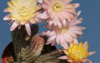 Chamaelobivia ‘Annie’ – Peanut Cactus Chamaelobivia 'Annie' - Peanut Cactus