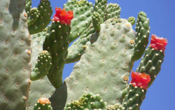 Consolea rubescens – Road Kill Cactus Consolea rubescens - Road Kill Cactus