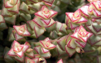 Crassula rupestris subsp. commutata – Rosary Vine Crassula rupestris subsp. commutata - Rosary Vine