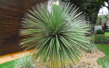 How to Grow and Care for Dasylirion Dasylirion acrotrichum