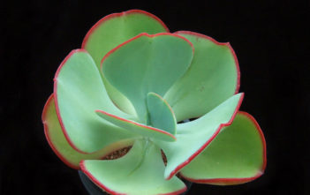 Echeveria gigantea – Giant Hens and Chicks Echeveria gigantea - Giant Hens and Chicks