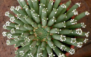 Euphorbia inermis – Green Crown, Medusa’s Head Euphorbia inermis - Green Crown, Medusa's Head