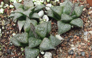 Haworthia magnifica var. splendens Haworthia magnifica var. splendens