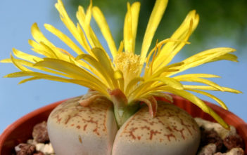 Lithops pseudotruncatella – Truncate Living Stone Lithops pseudotruncatella - Truncate Living Stone