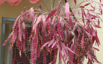Pseudorhipsalis ramulosa – Red Rhipsalis Pseudorhipsalis ramulosa - Red Rhipsalis