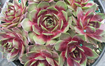 Sempervivum ‘Westerlin’ Sempervivum 'Westerlin'