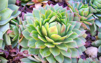 Sempervivum wulfenii Sempervivum wulfenii