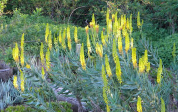 Aloe tenuior – Fence Aloe Aloe tenuior - Fence Aloe