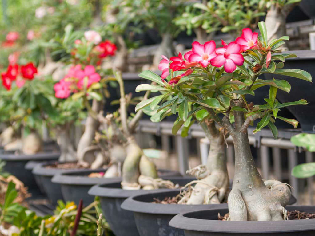 The Life Cycle Of A Desert Rose Adenium Obesum World Of Succulents