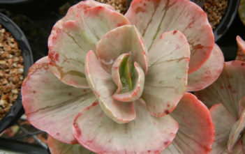 Echeveria ‘Ice Age’ Echeveria 'Ice Age'
