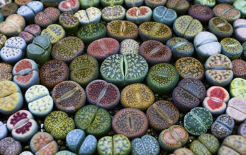 How to Grow Lithops from Seed Grow Lithops from Seed