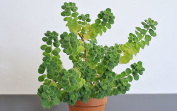 Plectranthus amboinicus – Cuban Oregano Plectranthus amboinicus - Cuban Oregano