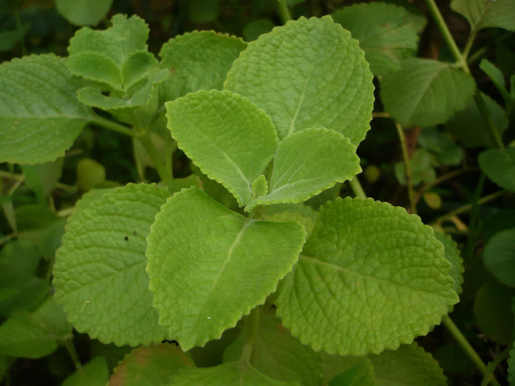 Plectranthus amboinicus Cuban Oregano World of Succulents