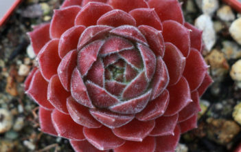 Sempervivum ‘Dea’ Sempervivum 'Dea'