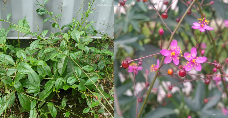 Talinum Paniculatum Jewels Of Opar World Of Succulents