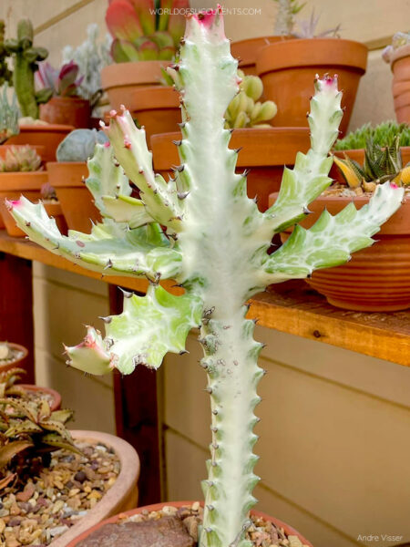 Euphorbia Lactea White Ghost World Of Succulents