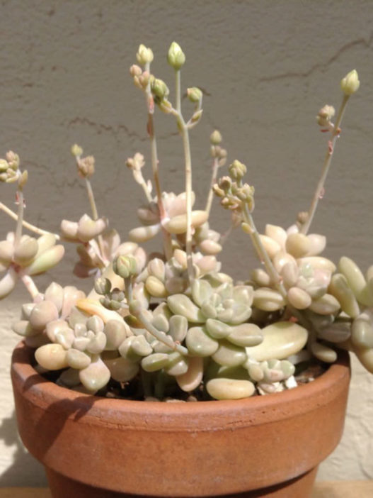 Graptopetalum Mirinae World Of Succulents