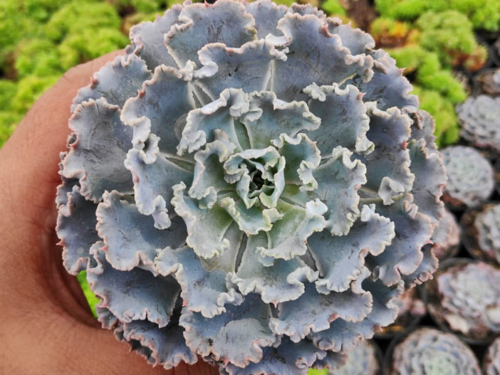 Echeveria Shaviana Truffles World Of Succulents