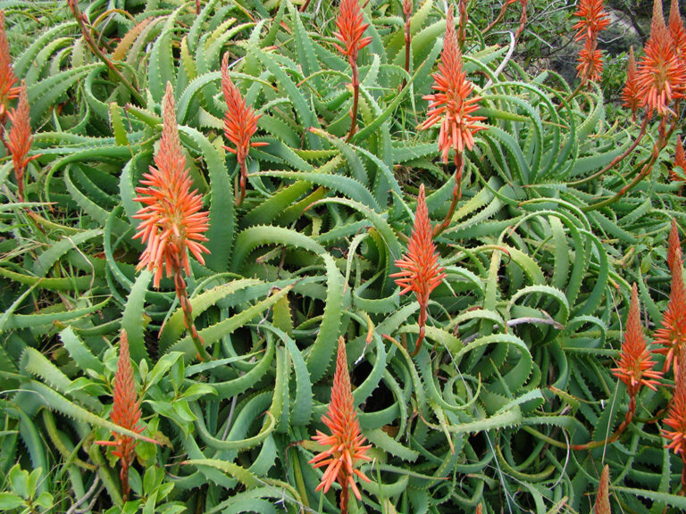 Aloe Arborescens Torch Aloe World Of Succulents