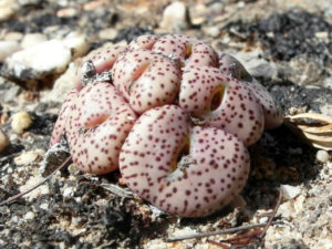 Conophytum Obcordellum Dumpling World Of Succulents