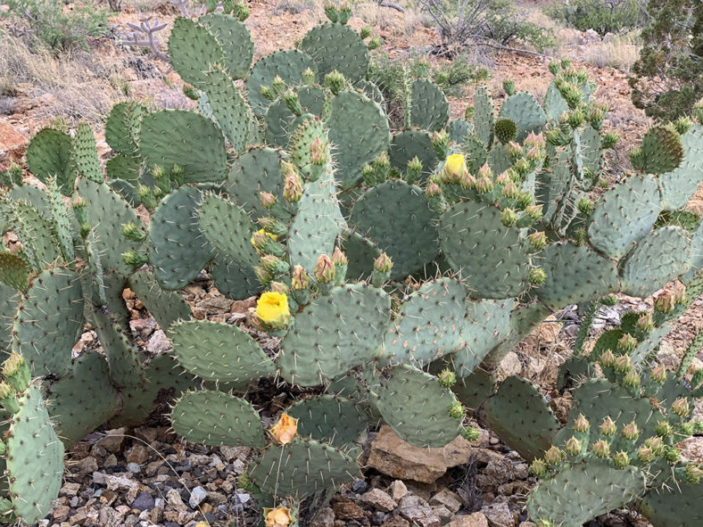 Opuntia Engelmannii Engelmann S Pricklypear World Of Succulents