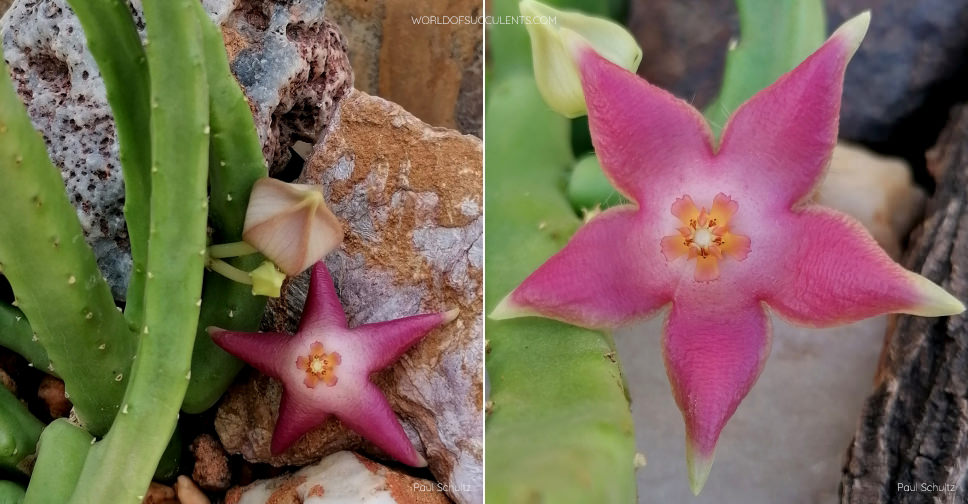 Stapelia Divaricata World Of Succulents