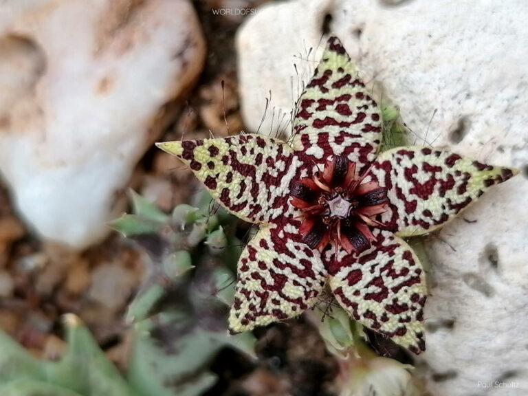 Orbea Knobelii World Of Succulents