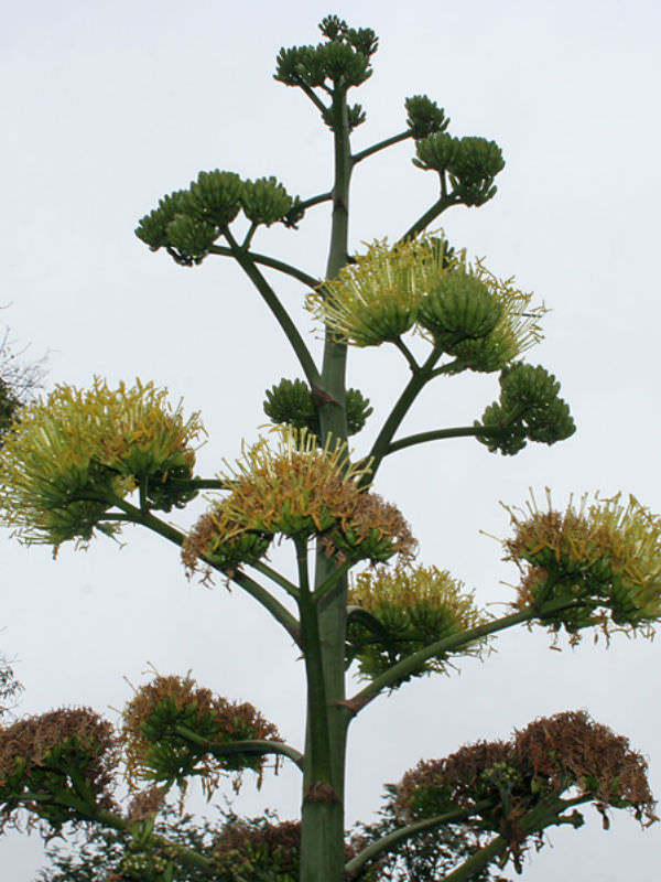 Agave sisalana (Sisal) - World of Succulents