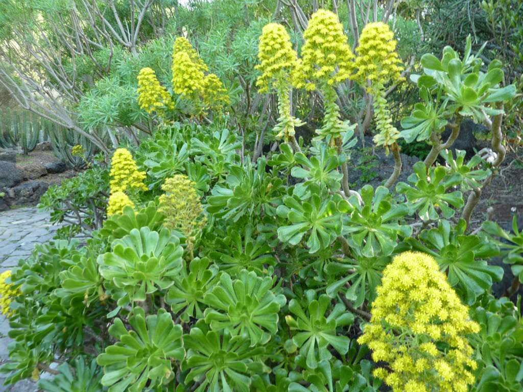 Aeonium arboreum (Tree Aeonium) - World of Succulents