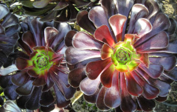 Aeonium arboreum 'Zwartkop' (Black Rose) Aeonium arboreum 'Zwartkop' (Black Rose)