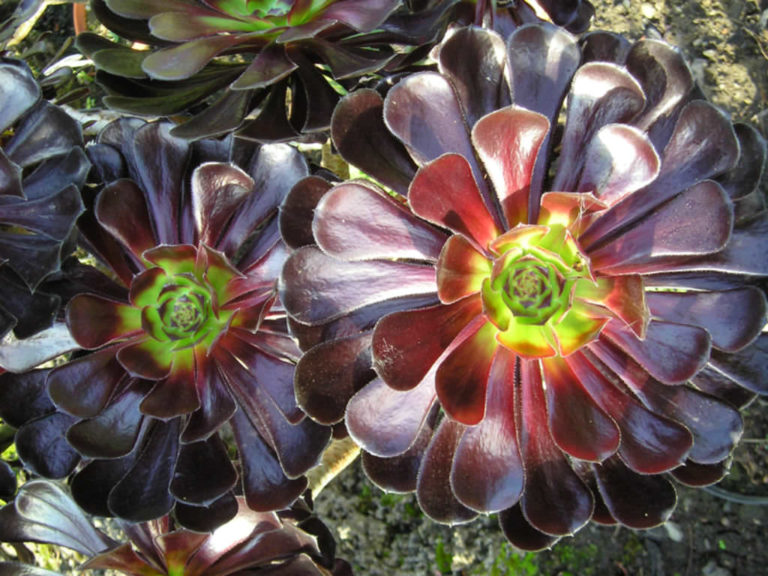 Aeonium Arboreum Zwartkop World Of Succulents 1660