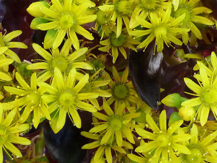 أفضل 12 نباتًا عصاريًا للحدائق المنزلية Aeonium-arboreum-Zwartkopf-Flowers-702x527