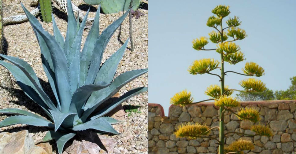 2 Plants d/'Agave 1 Americana et 1 Grandidentata-Cactus-succulentes-Aloe