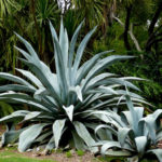 Agave americana (Jahrhundertpflanze)