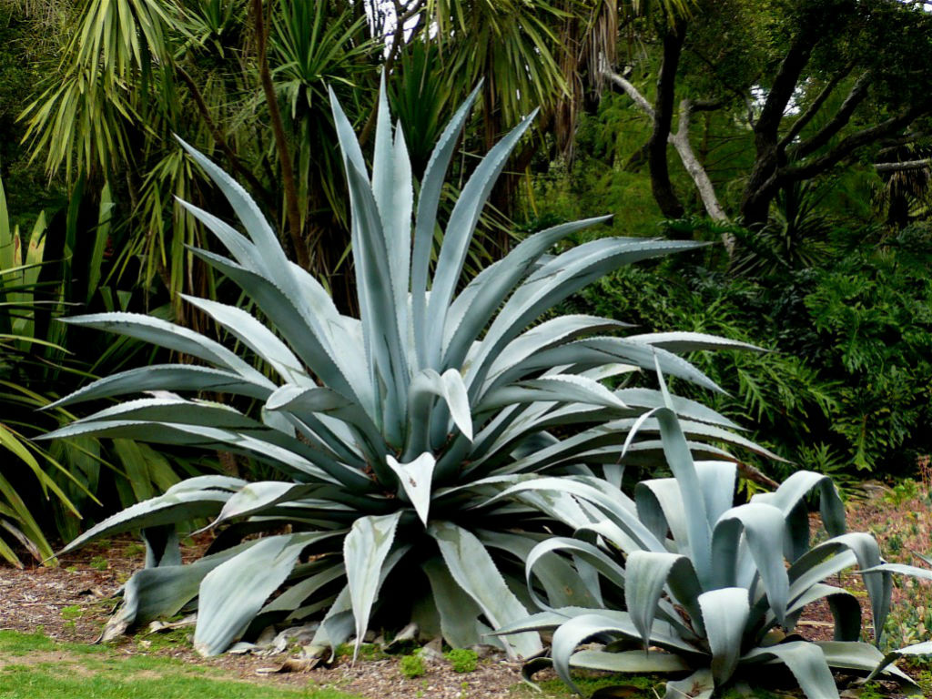 Agave americana (Century Plant) - World of Succulents