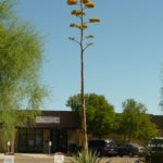 Agave americana (Jahrhundertpflanze)