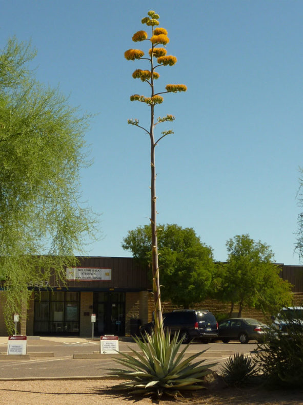 Agave americana (Century Plant)