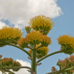 Agave americana (Century Plant)