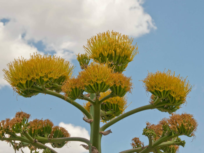 Agave: Edible Plant (Agave americana)