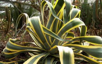 Agave americana 'Marginata' (Variegated Century Plant) Agave americana 'Marginata' (Variegated Century Plant)