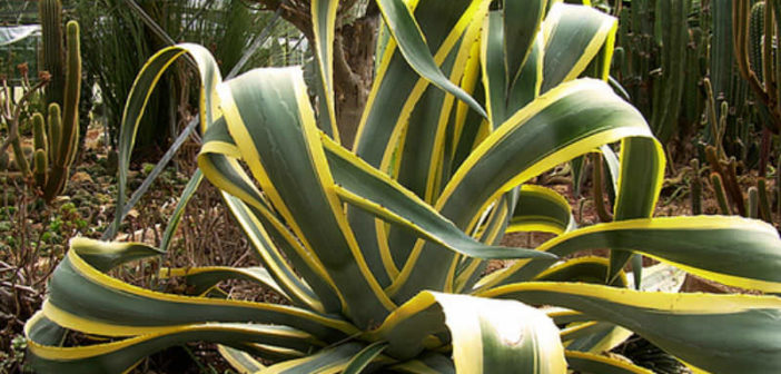 Agave americana 'Marginata' - World of Succulents